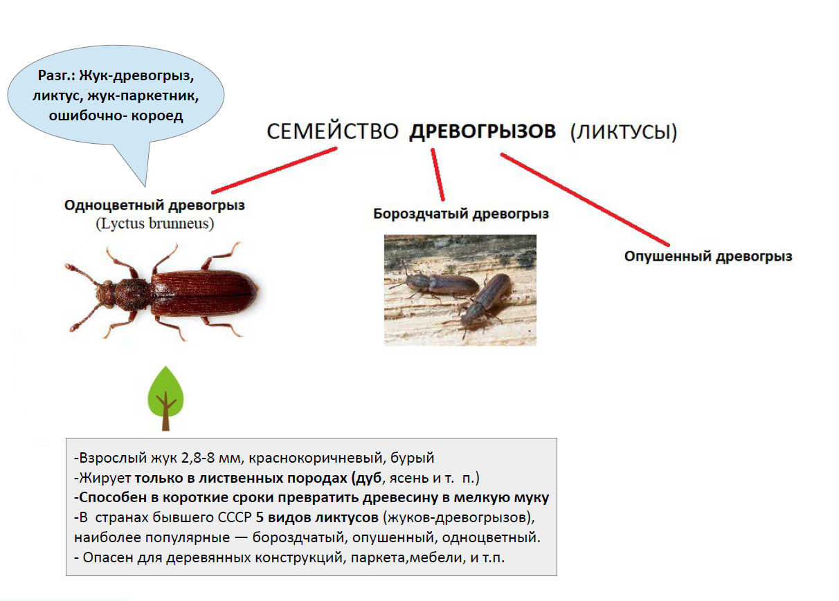 Какие жуки могут жить в деревянном доме. Виды - Дезцентр-Русь